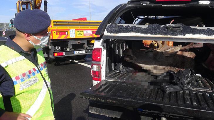 Kaza yaptıkları araçlarından geyik çıktı! 2 avcıya ceza yağacak