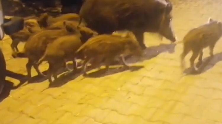 Kazdağları'ndan inen domuz, 8 yavrusuyla turistik mahalleye geldi