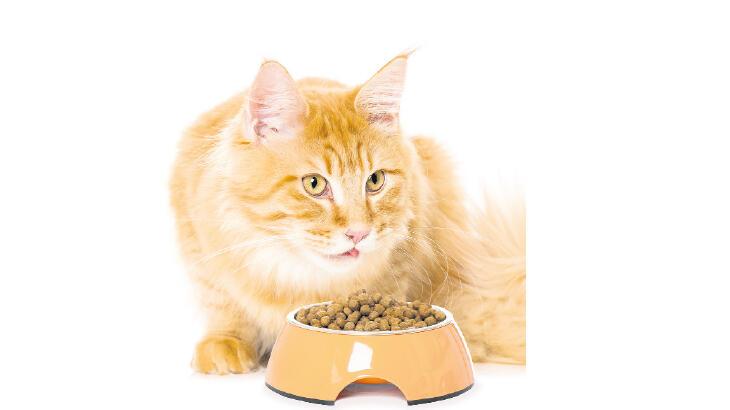 Kedi maması için uyarı