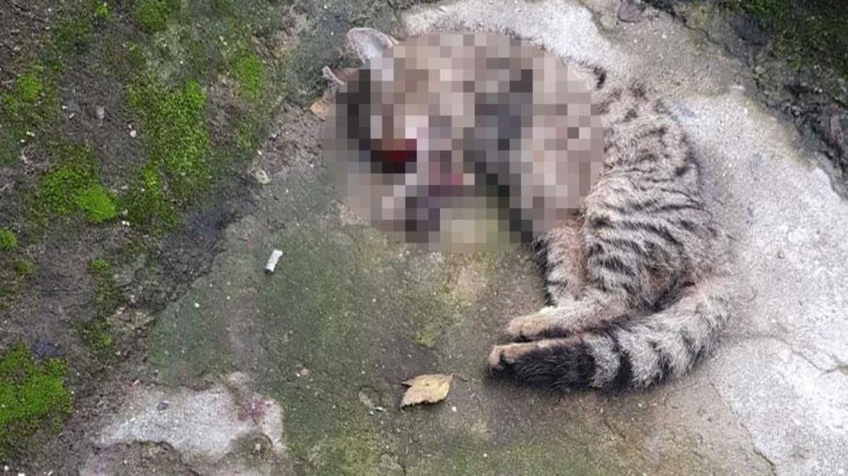 Kediye kan donduran işkence! Okula giderken gören çocuk çekip annesine attı