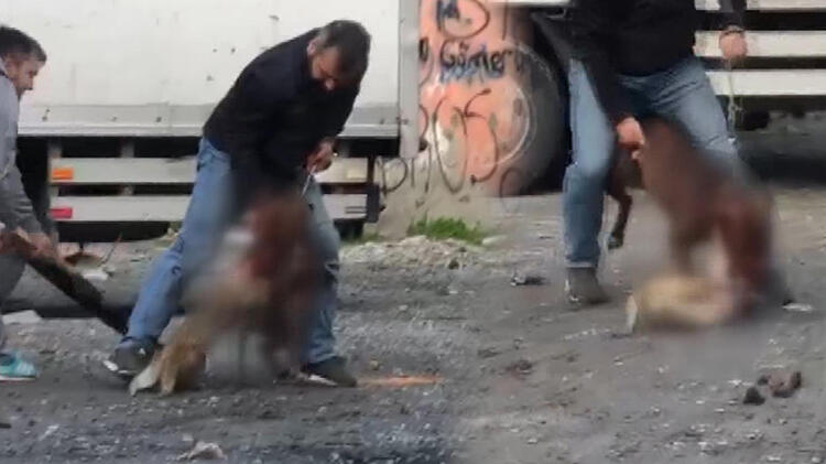 Kediyi kimse kurtaramadı