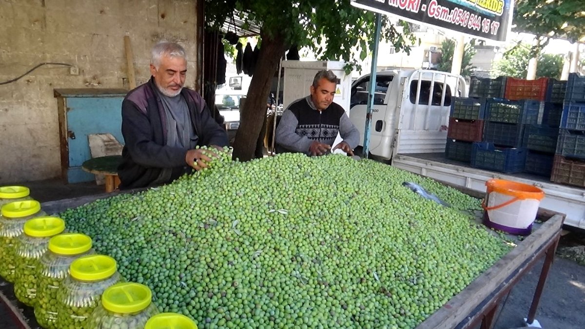 Kilis'te yerli sofralık zeytin piyasada