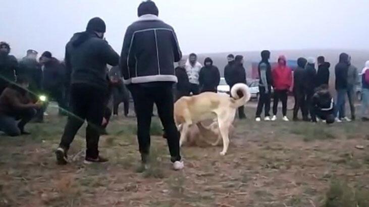Kırıkkale'de köpek dövüştüren 25 kişi yakalandı