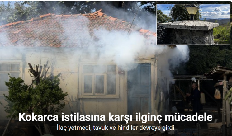 Kokarca istilasına karşı ilginç mücadele: İlaç yetmedi, tavuk ve hindiler devreye girdi
