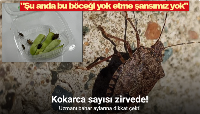 Kokarca sayısı zirvede: Uzmanı bahar aylarına dikkat çekti