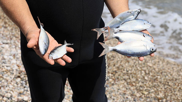 Konyaaltı Sahili'nde 'zehirli ekmek' ile balık avı