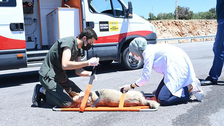 Konya’da yaralı hayvanlara ‘Canbulan’da müdahale