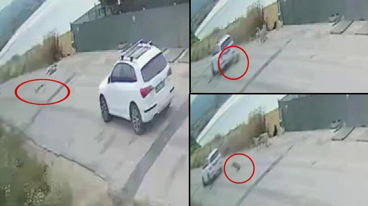 Köpeği ezip yoluna devam eden sürücü için yasal süreçler başlatıldı