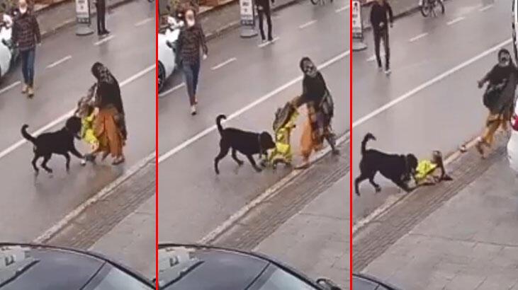 Köpek üzerine atlayınca kucağından çocuğu düşürdü!