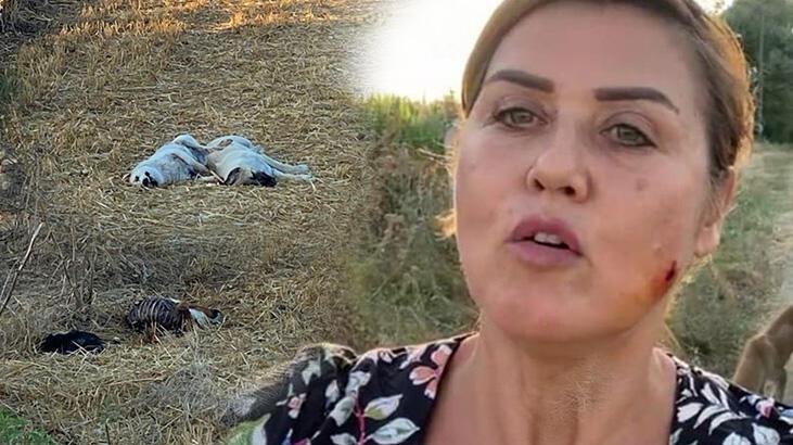 Korkunç olay! Boş araziye bırakılan 20 köpekten 6'sı ölü bulundu