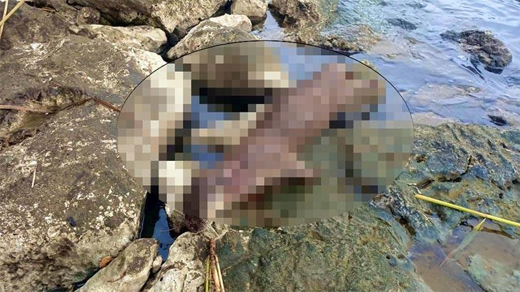 Koruma altındaydı! Tüfekle ateş edilerek öldürüldü