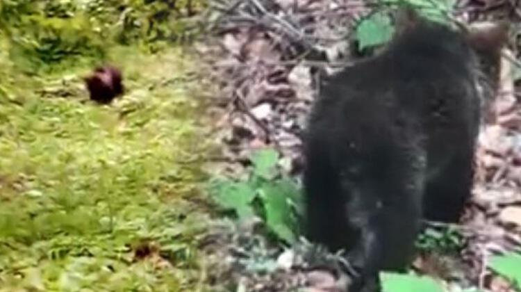 Köye inen yavru ayı korumaya alındı!