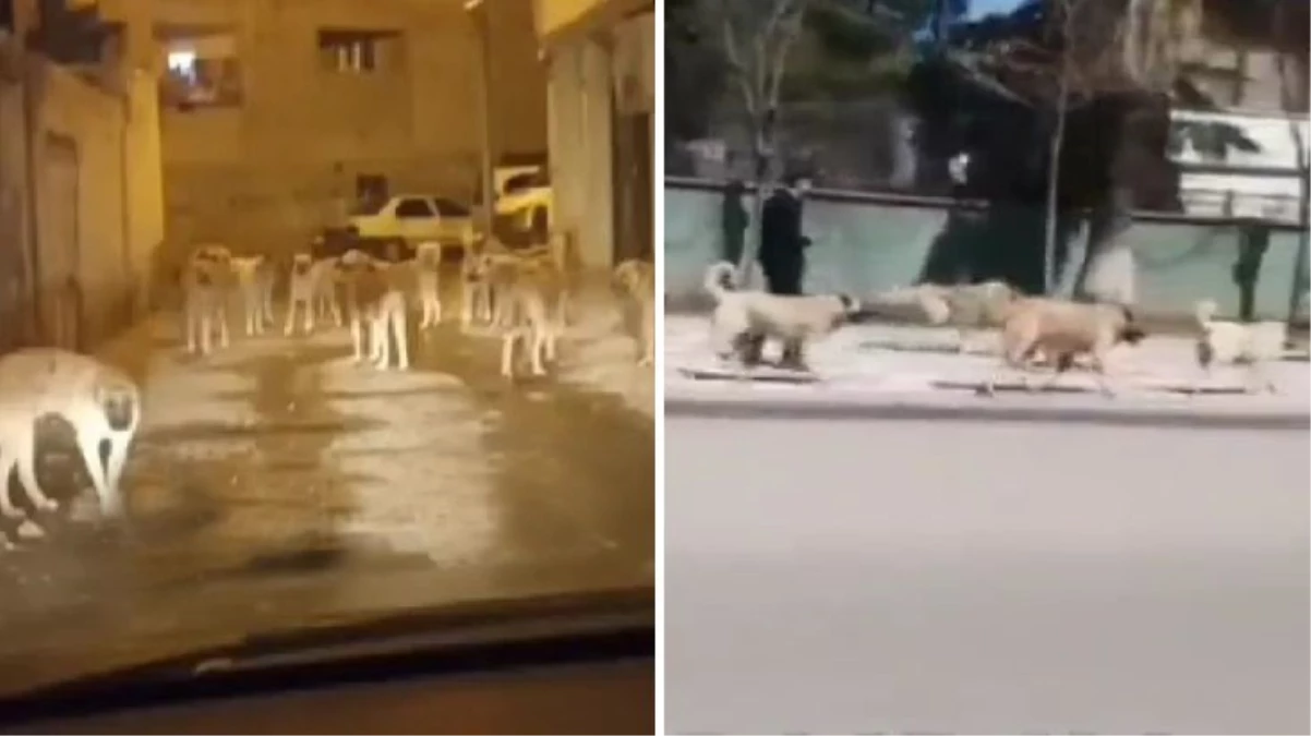 Kuduz karantinası uygulanan Siverek'te sokaklar köpek işgali altında! Belediyeye büyük tepki var
