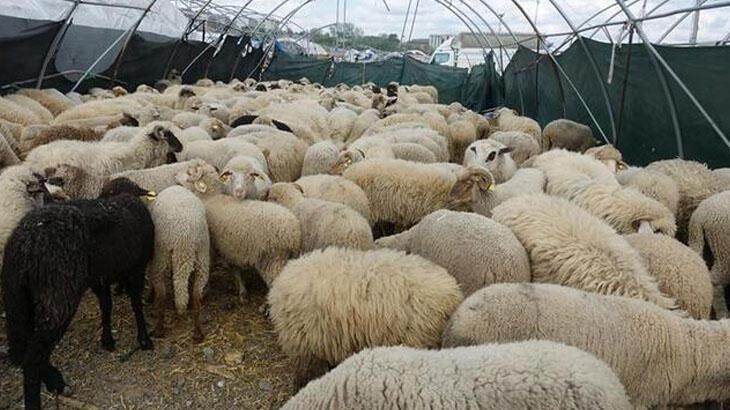 Kurbanlık fiyatları ne kadar 2021? Küçükbaş ve büyükbaş kurban fiyatları ne kadar, kaç TL?