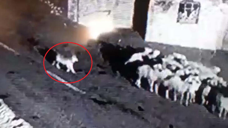 Kurdun koyun sürüsüne saldırısı kamerada