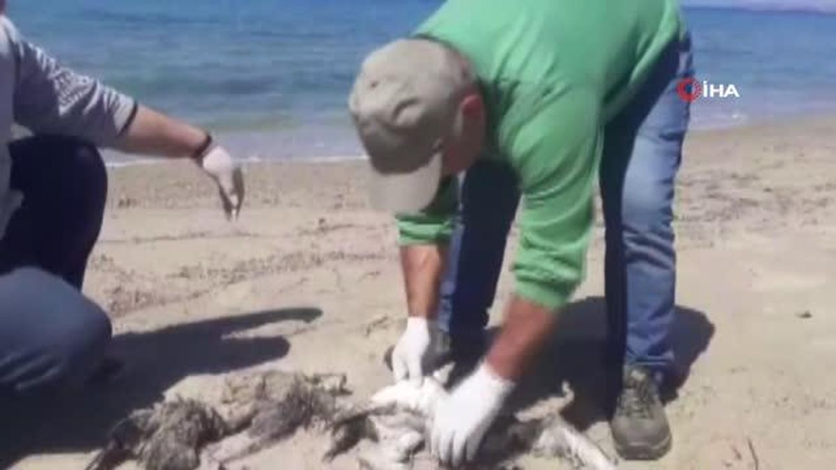 Kuşadası'nda 'yelkovan kuşları' telef olmuş halde bulundu
