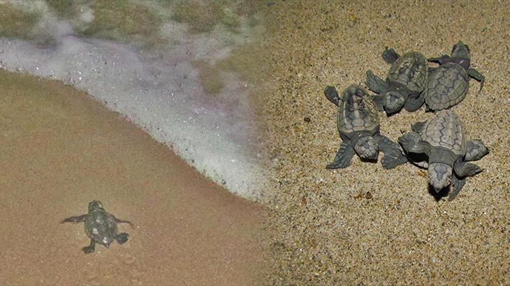 Kuşadası'nda yolunu şaşıran 67 caretta caretta yavrusu denizle buluşturuldu