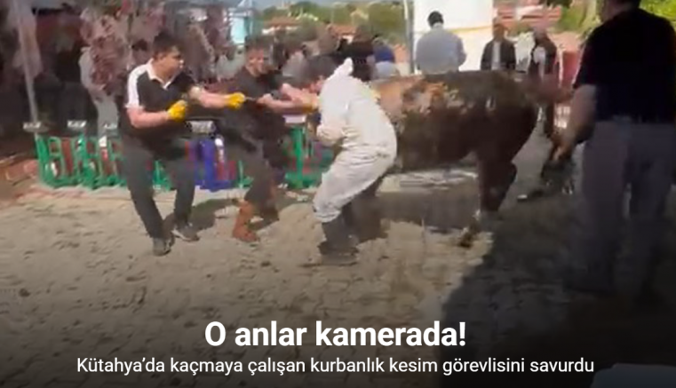 Kütahya’da kaçmaya çalışan kurbanlık kesim görevlisini savurdu