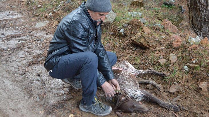 Kütahya'da hayvanların zehirli tavuk etiyle öldürüldüğü iddiasına inceleme