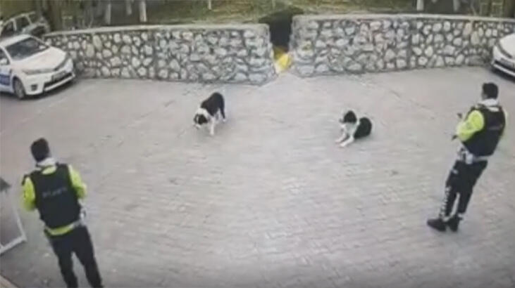Malatya'da ayağından tüfekle vurulan köpeği polis ekipleri sahiplendi