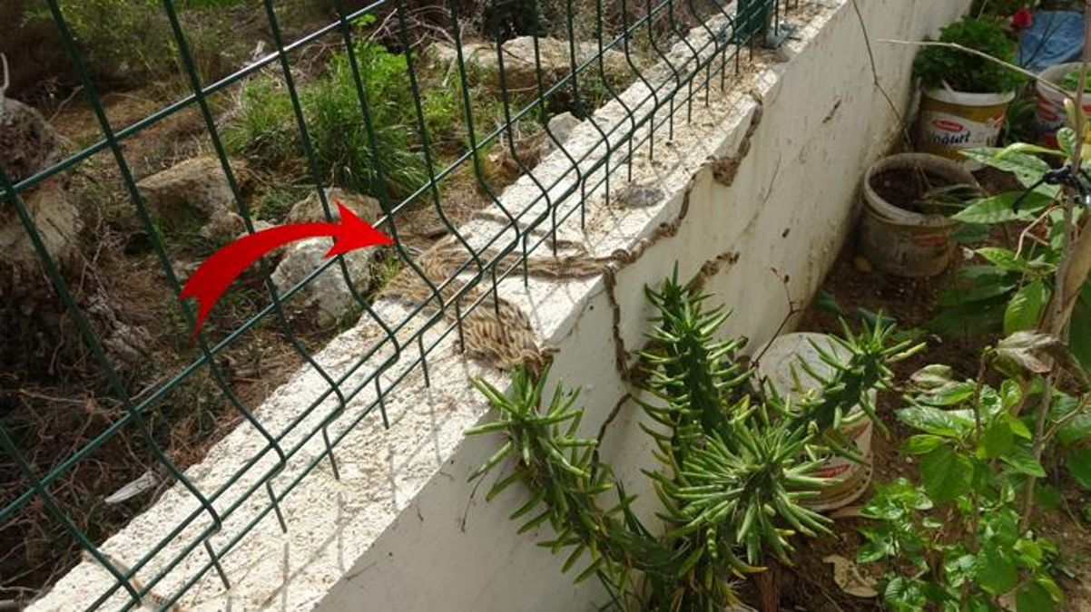 Manavgat'ta çam kese böceği istilası! Sürüler halinde binalara girip vatandaşın uykularını kaçırıyorlar