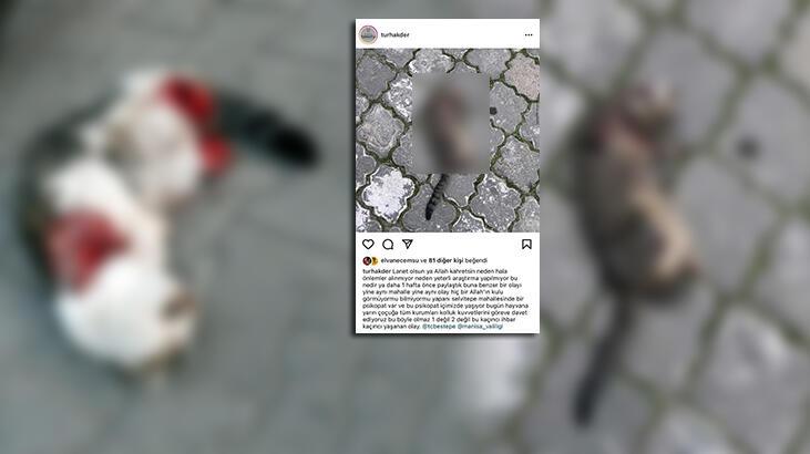 Manisa kabusu yaşıyor! Kedi seri katili