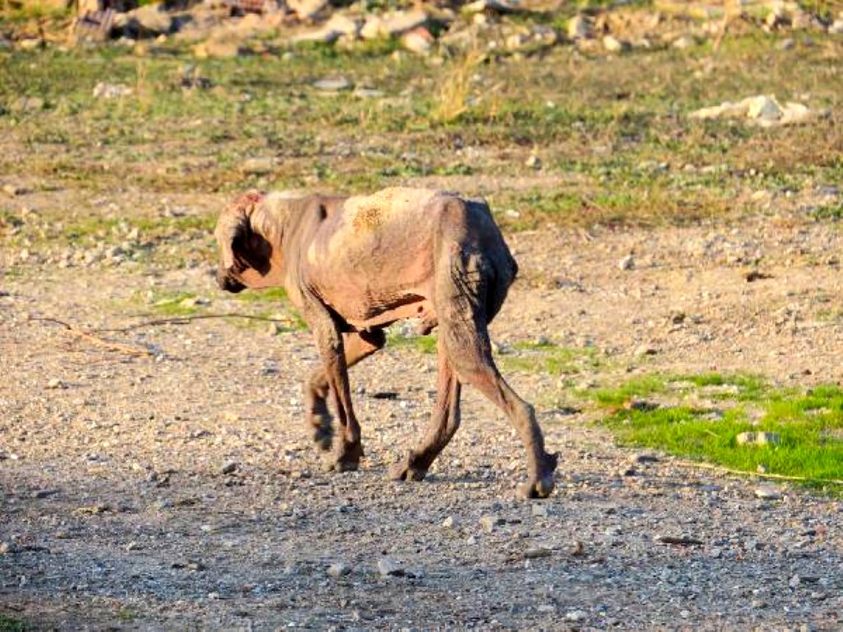 Manisa'da yaralı köpek vicdanları sızlattı