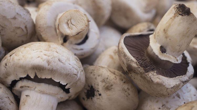 Mantardan zehirlenen kadın öldü