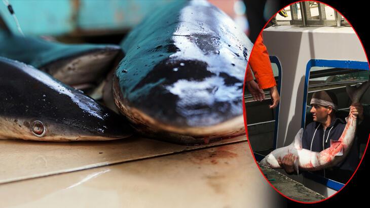 Marmara'da köpek balığı artışı! Sebebi şaşkınlık yarattı