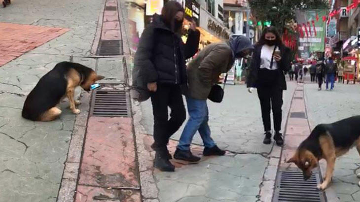Mazgala bakan sokak köpeği, ilgi odağı oldu