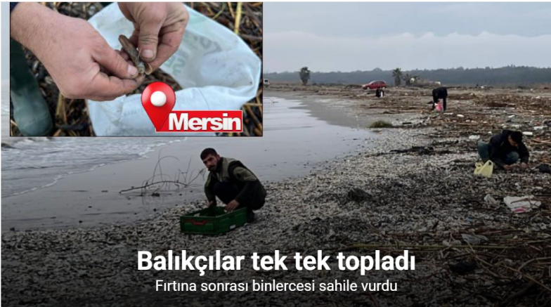 Mersin’de fırtına sonrası binlerce kargı midyesi sahile vurdu: Balıkçılar tek tek topladı