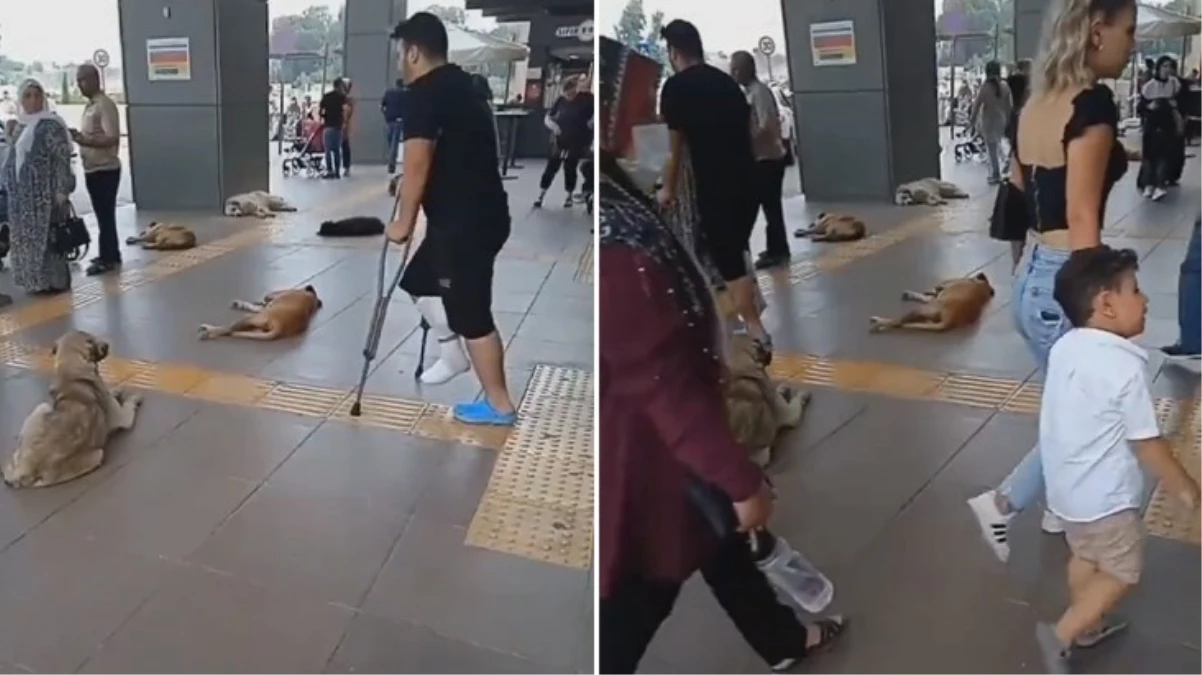 Mersin Tıp Fakültesi koridorları başıboş köpeklere teslim