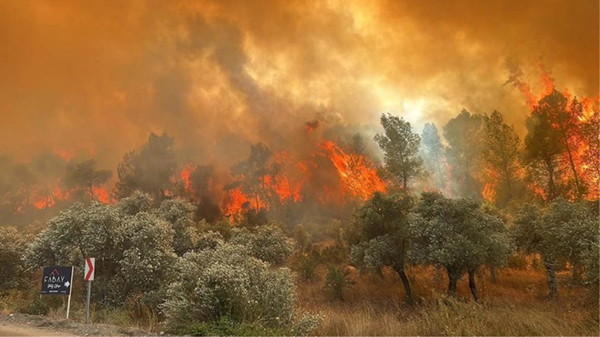 Milas'ta orman yangını kontrol altına alındı