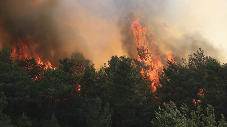 Milas'ta orman yangını