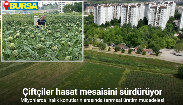 Milyonlarca liralık konutların arasında tarımsal üretim mücadelesi