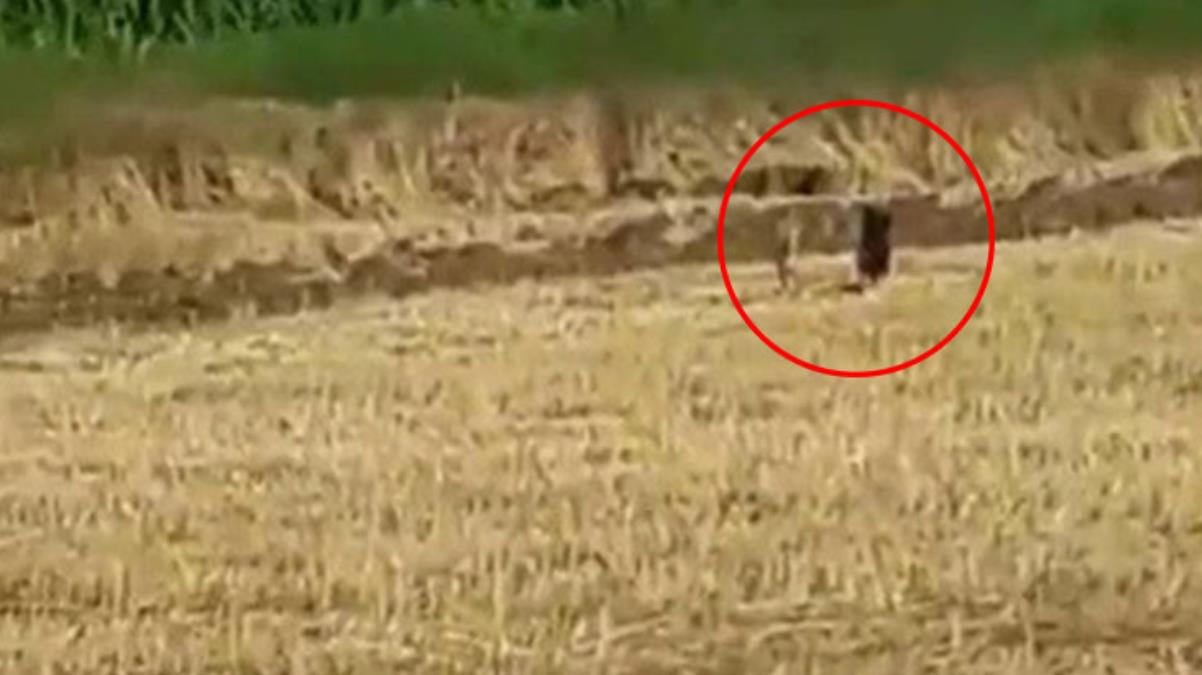 Mısır tarlasındaki domuzlar tedirginliğe neden oldu
