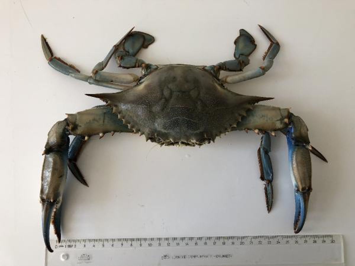 NADİR GÖRÜLEN MAVİ YENGEÇ, KARADENİZ'DE ÜREMEYE BAŞLADI