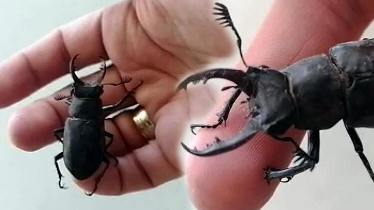 Nesli koruma altındaki geyik böceği, Bodrum'da görüldü!