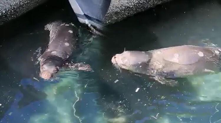 Nesli tehlike altındaki Akdeniz foku, böyle görüntülendi
