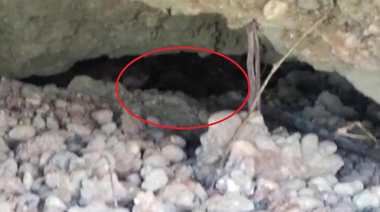 Nesli tükenmekte olan 2 su samuru ölü bulundu