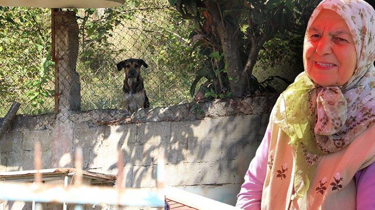 Ölü bulunan kadın köpeklerin saldırısında yaşamını yitirmiş