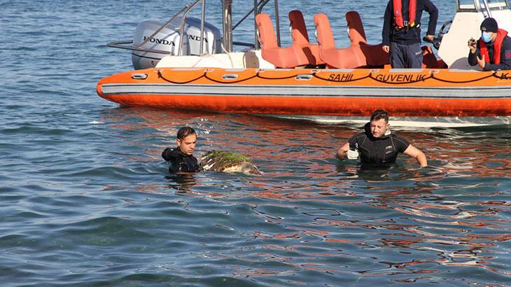 Ölü caretta caretta sahile vurdu