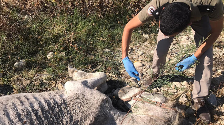 Ölüme terk edilen atların inanılmaz değişimi!
