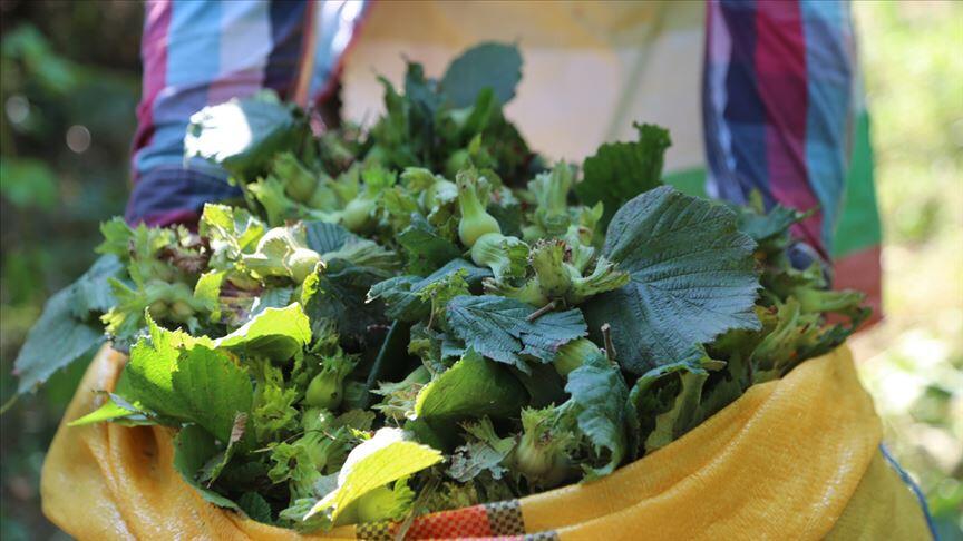 Ordu Büyükşehir Belediye Başkanı'ndan fındık açıklaması
