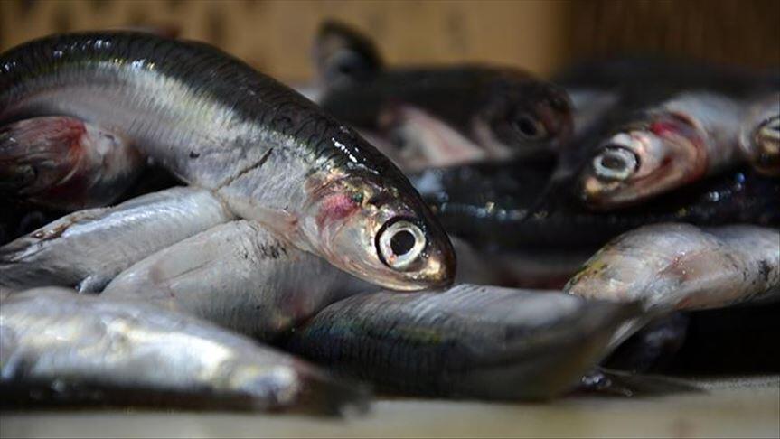 Ordu'da kilogram fiyatı 10 liraya düşen hamsiye yoğun ilgi