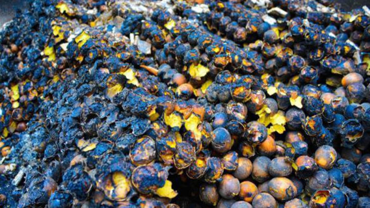 Ordu'da rüzgarın etkisiyle büyüyen korkunç yangında üreticinin tüm birikimi kül oldu