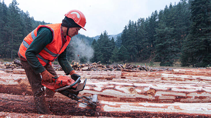 Orman bakımından 6 milyar TL gelir elde edildi