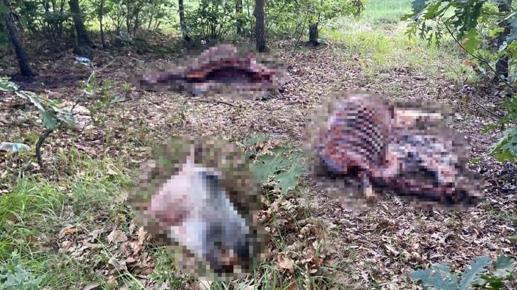 Ormanda kesilmiş atlara ait parçalar bulundu
