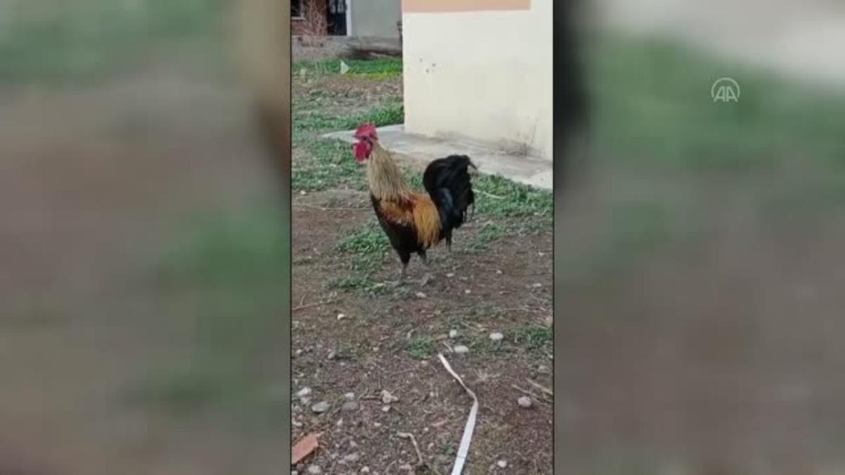 Öterken düşen horozun videosu sosyal medyada ilgi gördü