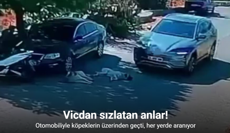 Otomobiliyle köpeklerin üzerinden geçti